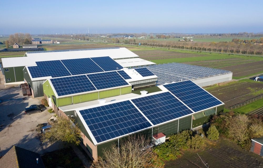 Flower,Bulb,Company,With,Solar,Panels,In,A,Row,On